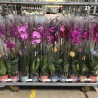 Phal Levo Cream Punch 17/50 - IMG-d5594545d611f01941b3cf94b0e76108-V