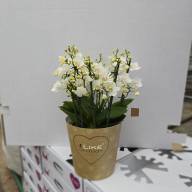 Phal Levo Cream Punch 17/50 - зображення_viber_2025-05-23_13-10-07-791