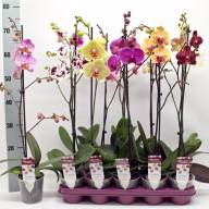 Phal 2-tak Phalaenova 3  12/65 - 181411842_190013716_H_2