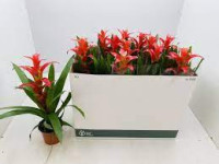 Guzmania Rouche 12/45