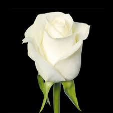 Rose Albatros 80 sm