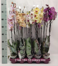 Phal 2 Phalaenova 10kleuren Mix 12/60