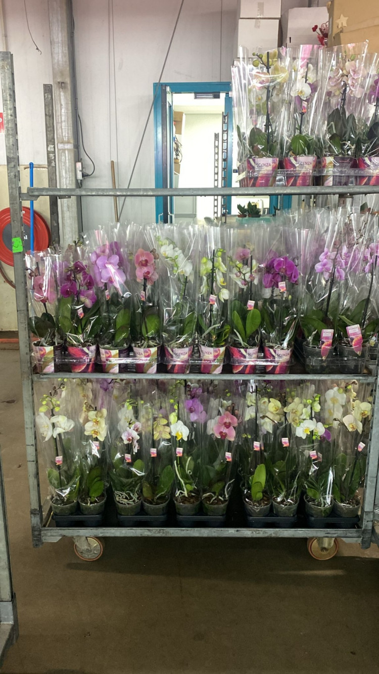 Phal 1-tak Scenza Mix 12/60