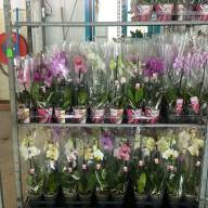 Phal 1-tak Scenza Mix 12/60 - зображення_viber_2025-04-10_19-32-37-780