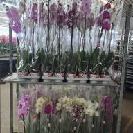 Phal 1-tak Scenza Mix 12/60 - IMG-20240926-WA0017