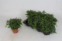 Ficus Be Green Kinky 12/25