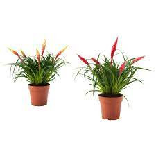 Vriesea Venga 12/40