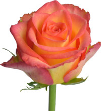 Rose Marisol 70 sm
