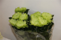 Chr G Anastasia Lime