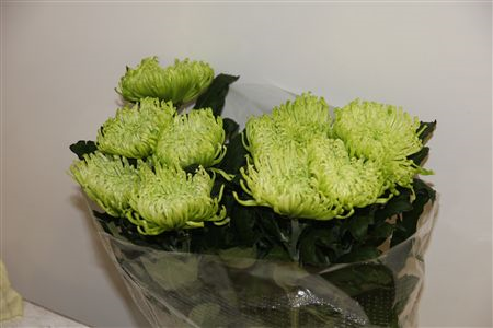 Chr G Anastasia Lime