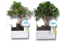 Bonsai Gemengd Granieten Pot