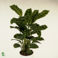 Calathea Zebrina