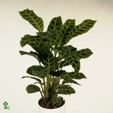 Calathea Zebrina