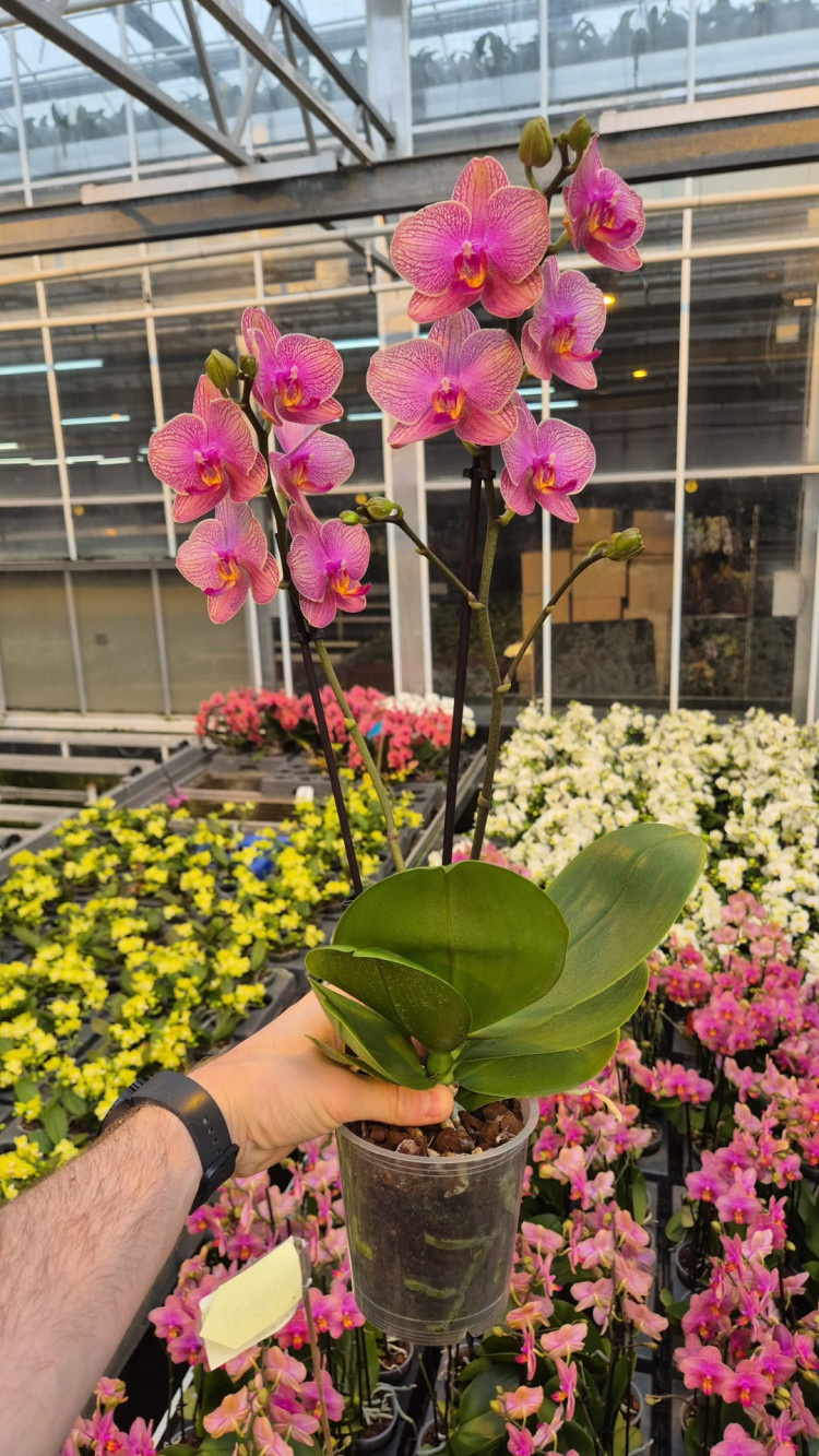 Phal 1/2-tak Opti-flor Test Soort White 7/25