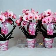 Phal 1/2-tak Opti-flor Test Soort White 7/25 - X295347_H_1