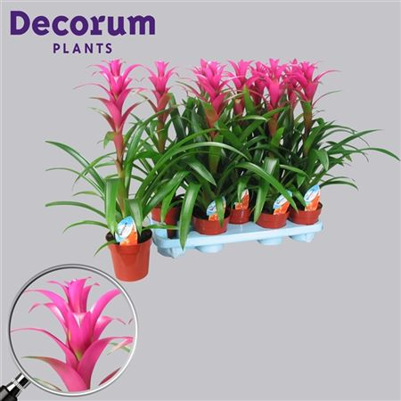 Guzmania Freya Roze (decorum)