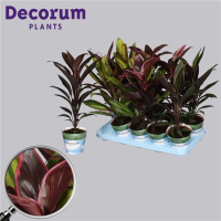 Cordyline MIX 12/40