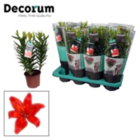 Lilium Az Matrix Rood 3pp