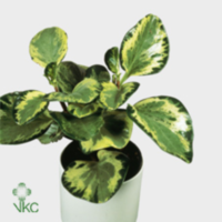 Peperomia Obt Green Gold