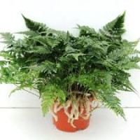 Humata Tyermannii 13/30