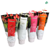 Anthurium Mix 12/40