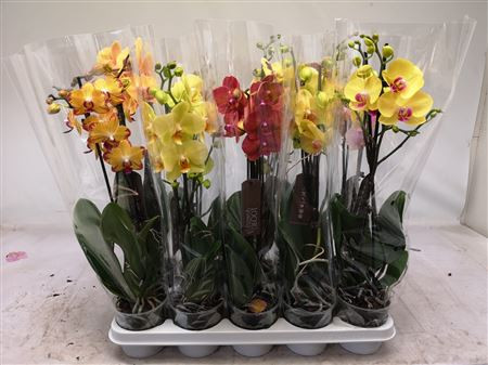 Phal 2/3 Ohids Multi Mix Budget 12/50
