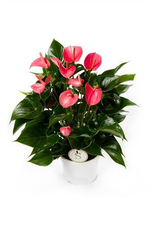 Anthurium Pink Champi 17/55