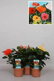 Hibiscus Sunny 13/35