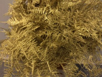Asparagus Gold 40 sm X 50