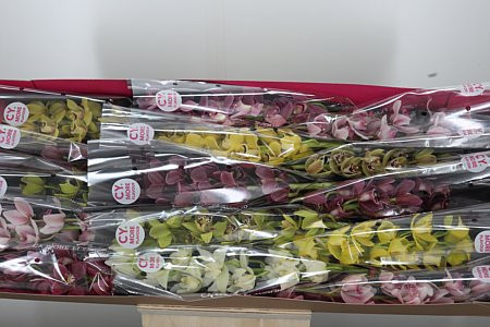 Cymbidium S 15 Holland