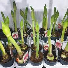 Hippeastrum Mix 2pp 14/20