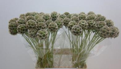 Scabiosa Stellat