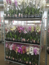 Phal 2/3 Bonito Mix 55/70 budget 10/55