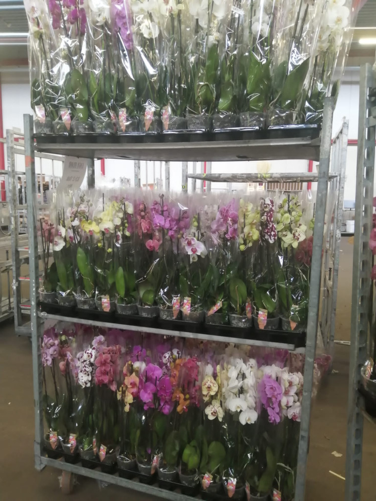 Phal 2/3 Bonito Mix 55/70 budget 10/55