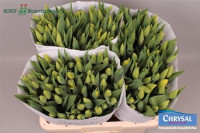 Tulp En Strong Gold Holland