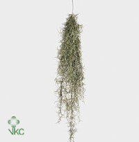 Tillansia Cyanea Vincent 9/24