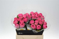 Rose Pink Piano 40 sm