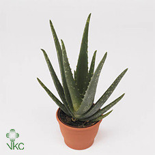 Aloe Vera 510/35