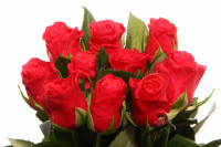 Rose Tacazzi 70 sm