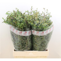 Eucalipt Parvifolia Per Bos 55 sm 175 gr