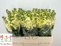 Matthiola Anyt Yellow  X10