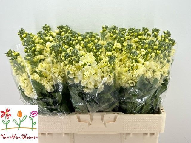 Matthiola Anyt Yellow  X10