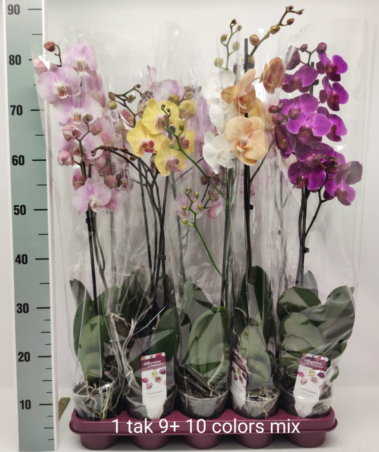 Phal 1-tak Phalaenova 10kleuren Mix 12/60