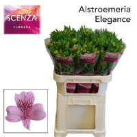 Alstromeria Kensi 60 cm Holland
