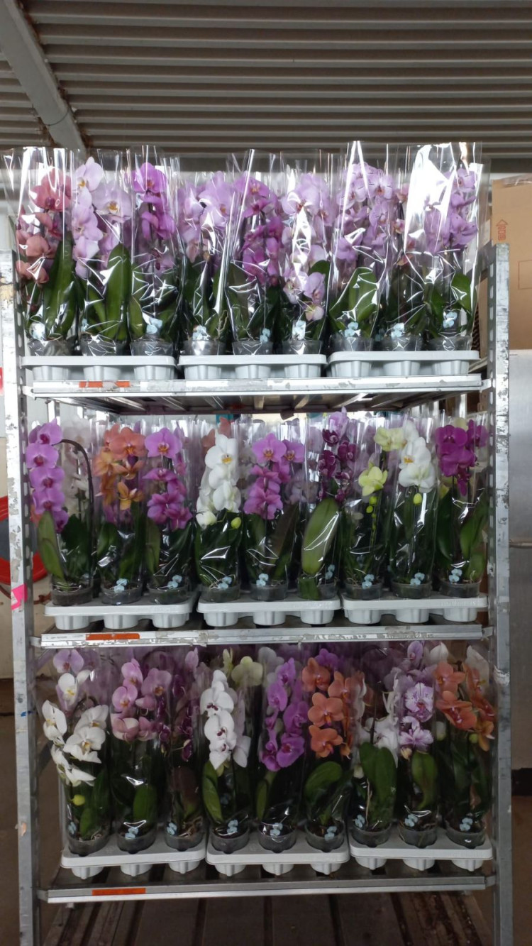 Phal 2 Duijn-Hove Mix budget 12/45