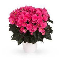 Begonia HI Adonia Pink 9/25