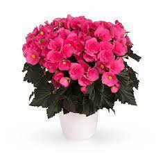 Begonia HI Adonia Pink 9/25