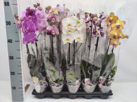 Phal 2-tak Phalaenova Basic Mix 12/50