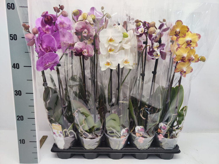 Phal 2-tak Phalaenova Basic Mix 12/50