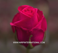 Rose Cherry Fashion 50 sm
